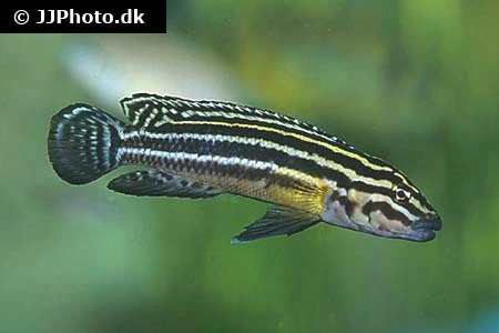 Julidochromis regani